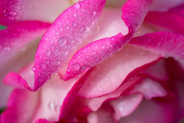 istock Pink rose closeup with water drops. Holiday background 981717892