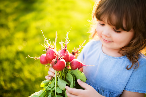 Red fresh radish in hands of smiling ittle child. Healthy organic food from domestic garden for children concept. Photo with copy space.