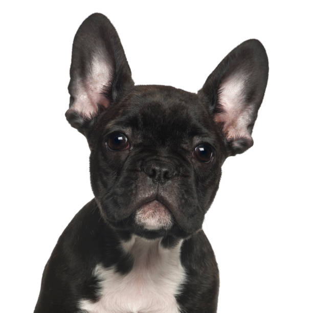 istock French Bulldog against white background 981718828