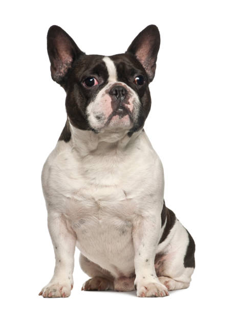 istock French Bulldog sitting against white background 981718894