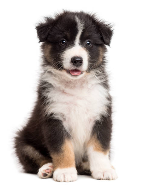 australian shepherd puppy sitting against white background - australian shepherd imagens e fotografias de stock