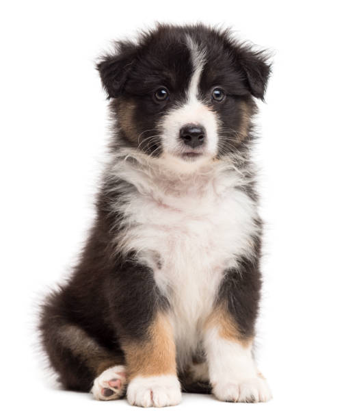 istock Australian Shepherd puppy sitting and looking away against white background 981719542