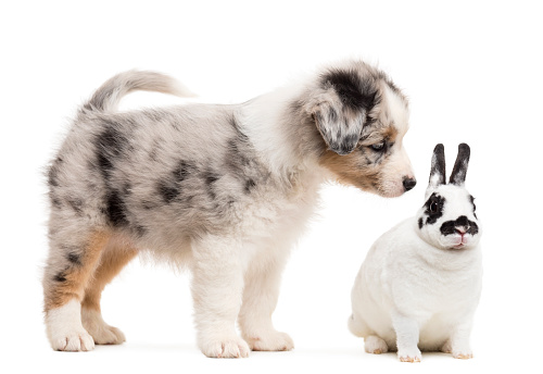 Australian Shepherd puppy playing and looking at a Dalmatian rabbit, against white background