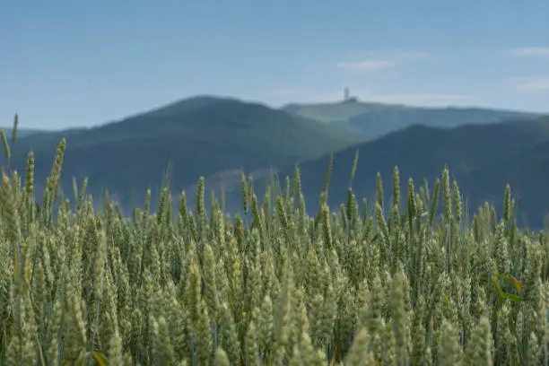 Wheat field at close up view and the Balkan mountains on background. Shallow depth of field. Agricultural concept.