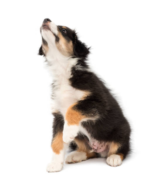 istock Australian Shepherd puppy, 2 months old, sitting and looking up against white background 981726856