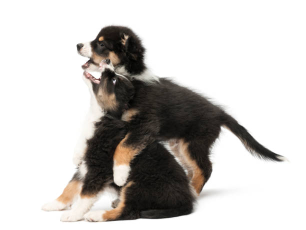 istock Two Australian Shepherd puppies, 2 months old, play fighting against white background 981726956