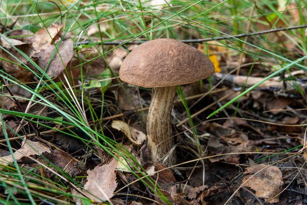 istock Forest mushroom brown cap boletus growing in a green moss. 981727470