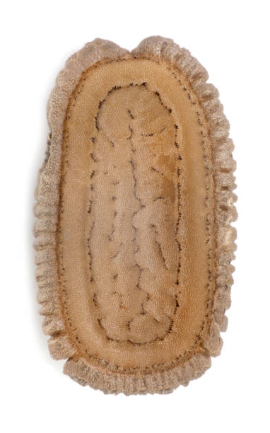 istock Egg of stick insects - Necrosciinae sp. 981727640