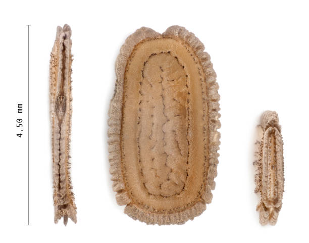 istock Egg of stick insects - Necrosciinae sp. 981727656
