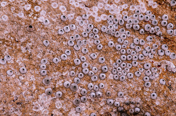 istock Small Barnacles shell attached on sea stone close up details 981728242