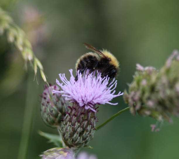 brown banded carder bee (Bombus humilis), collecting nectar from flower stock photo
