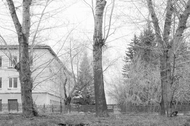 istock three trees in a town by the road 981739372