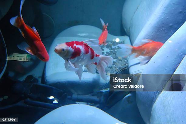 Fishes In A Car Stock Photo - Download Image Now - Car, Flood, Underwater
