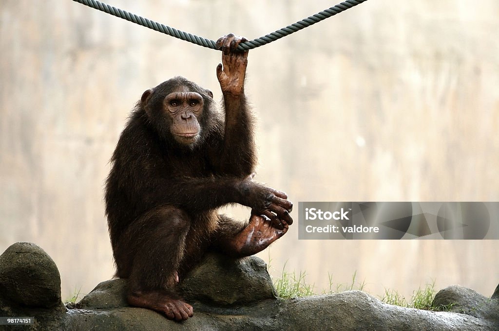 Macaco olhar - Royalty-free Segurar Foto de stock