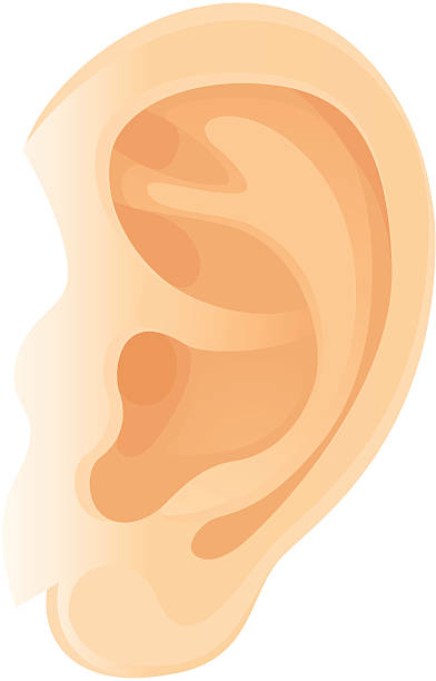 Ear vector art illustration