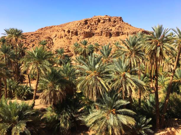 istock Oasis of Taghit 981742524