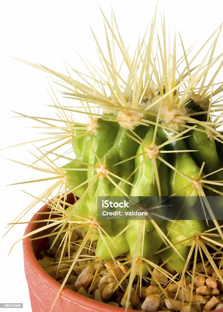 Cactus - Lizenzfrei Ausgedörrt Stock-Foto