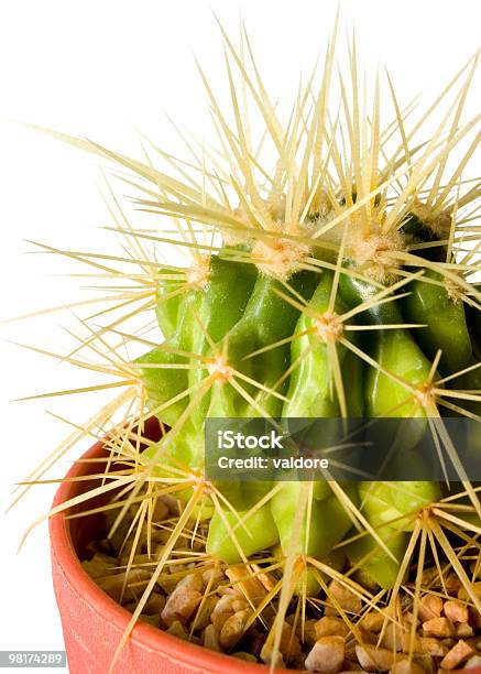 Cactus Foto de stock y más banco de imágenes de Afilado - Afilado, Animal doméstico, Botánica