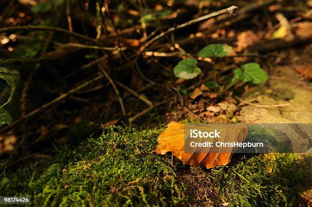 Autunno Foglie Nella Foresta Piano - Fotografie stock e altre immagini di Ambientazione esterna - Ambientazione esterna, Autunno, Bellezza naturale