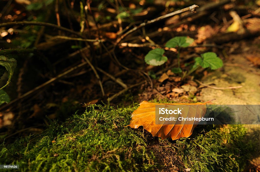 Folhas de outono no chão da floresta - Foto de stock de Arbusto royalty-free