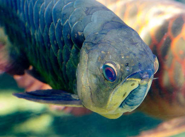 istock The Asian arowana. 981746912
