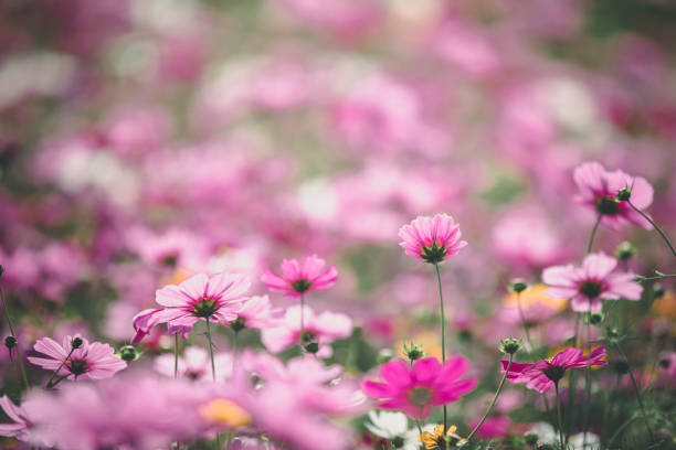 istock Cosmos flowers background in vintage style 981747482