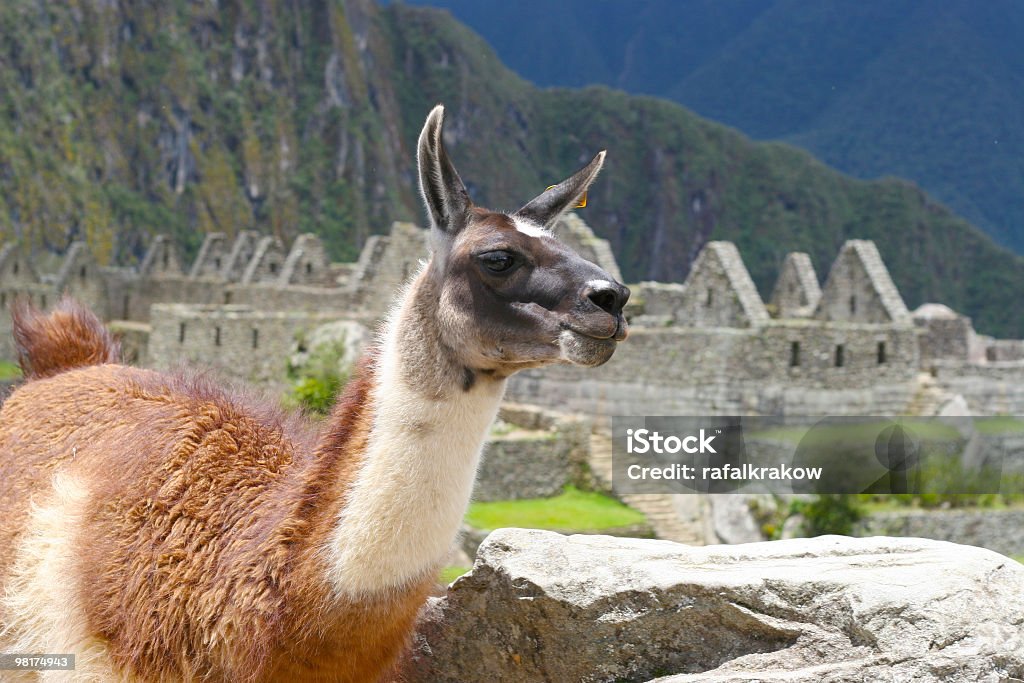 Llama at Machu Picchu Inca Ruins  Alpaca Stock Photo