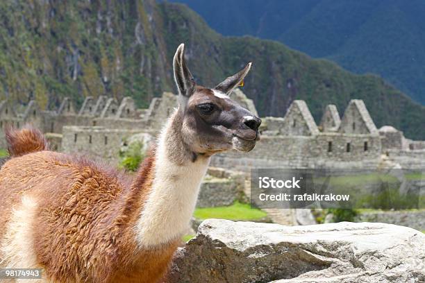 Llama At Machu Picchu Inca Ruins Stock Photo - Download Image Now - Alpaca, Ancient Civilization, Andes