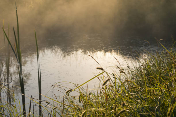 istock Misty morning view over the water. 981751020
