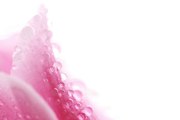 крупным планом розовые petails орхидея - water floral стоковые фото и изображения
