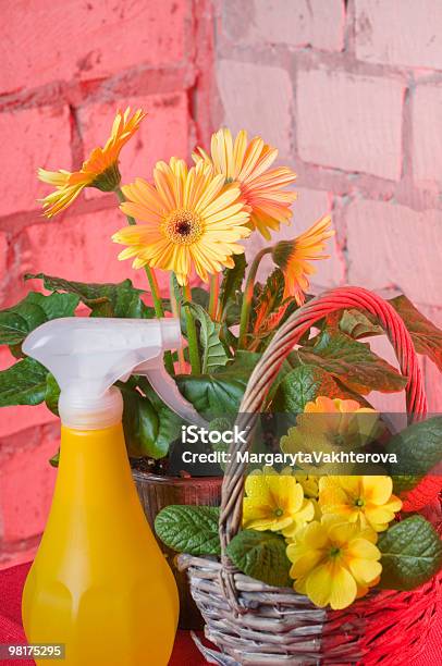 Garden Flowers In Pots Stock Photo - Download Image Now - Blossom, Close-up, Color Image