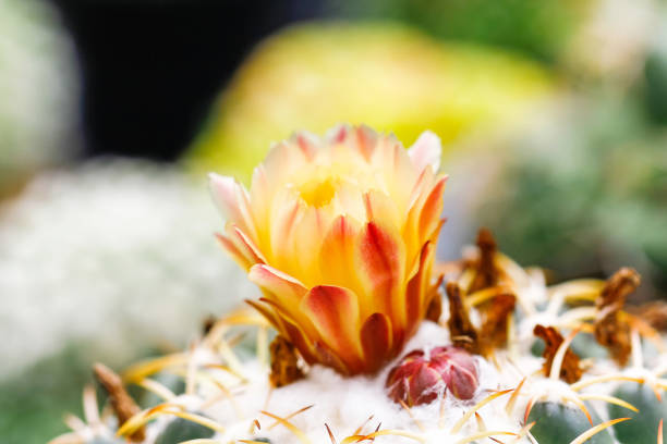 istock Baby cactus at Seedling Nursery 981753200