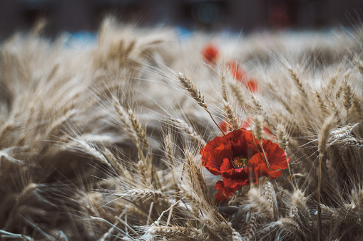 Ripe wheat crop with the flower of poppy among