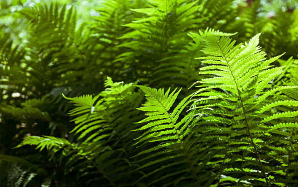 istock Fern in the forest, illuminated by the sun 981755174
