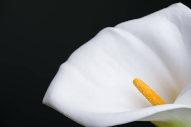 istock Single white calla lily flower studio shot on black background. Calla flower close-up with copy space. 981756076