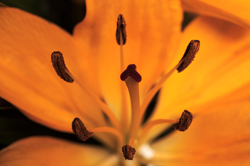 Orange lily flower head extreme close up full frame with selective focus. Pollen bearing anthers and stigma - Botany flower plants growing from bulbs.