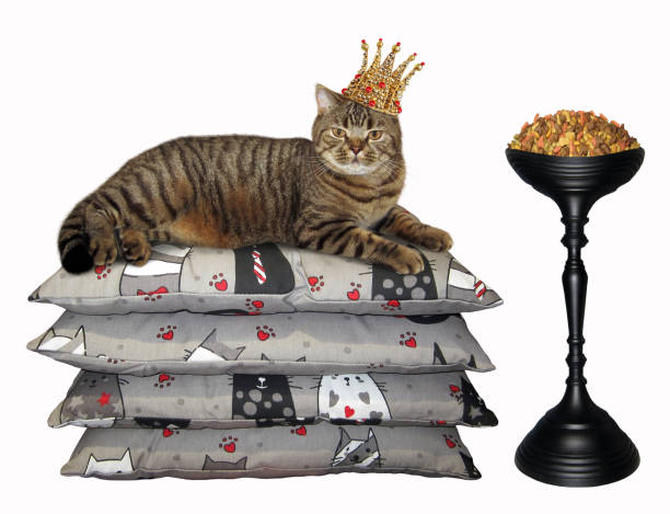 istock Cat in the crown near dry feed 981758656