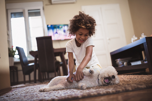 Cute, mixed race girl having fun indoors with her dog, bichon frise