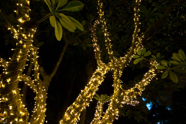 istock bokeh - Decorative outdoor string lights hanging on tree in the garden at night time 981764214