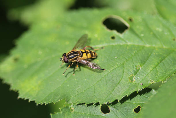 istock closeup of Hoverfly (Helophilus pendulus), a european hoverfly specie, sitting on leaf 981765724