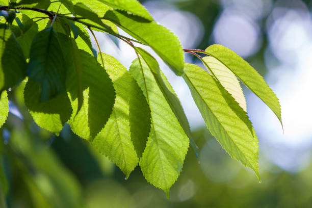 gros plan de belles nouvelles brillants feuilles fraîches de l’arbre de la cerise avec des gouttes de rosée rougeoyant au soleil de l’été sur fond flou lumineux vert et blanc bokeh. beauté et protection du concept de la nature. - cherry tree morning sunlight sunny photos et images de collection