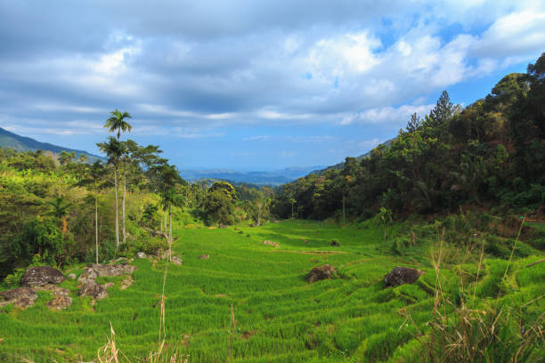istock rice fields in the mountains among palm trees 981766630