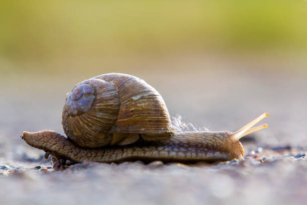 istock Close-up of big terrestrial snail with brown shell slowly crawling on bright blurred background. Use of mollusks as food and damage for agriculture concept. 981766648
