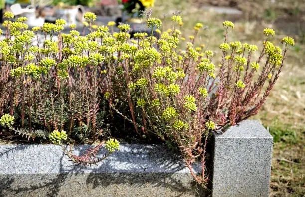 The cheerful and colourful yellow reflexed stonecrop (Sedum reflexum) thrives among the stone chippings laid upon graves to discourage 'weeds'. If the sight is not enough, then the thought of how this stonecrop thrives in adversity can encourage us all - and has led to one of its names, 'live-long'. The colour combination of yellow with red is enough to cheer any graveside.