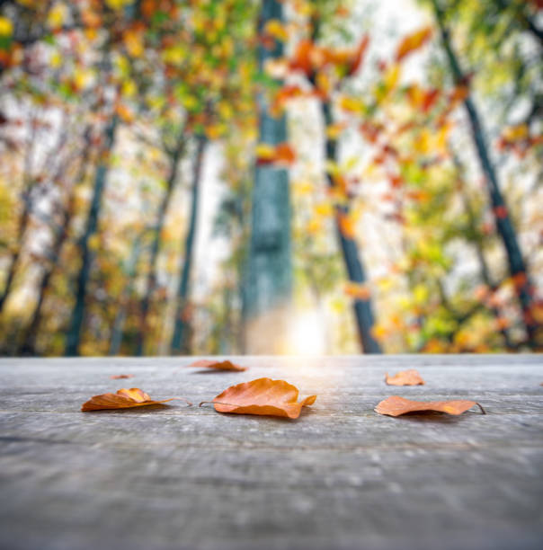 Colorful autumn background with leaves lying on the bench.