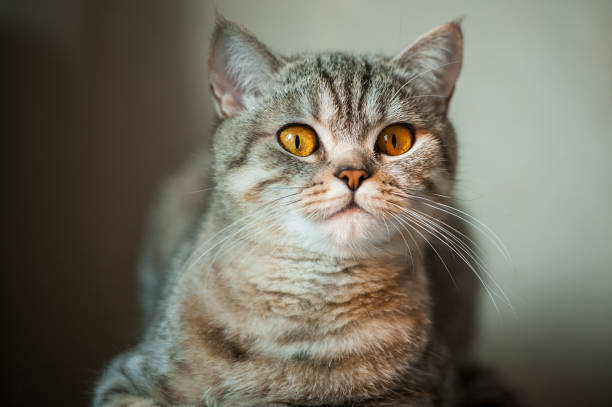 istock British Shorthair cat with yellow eyes lying on table. 981772472
