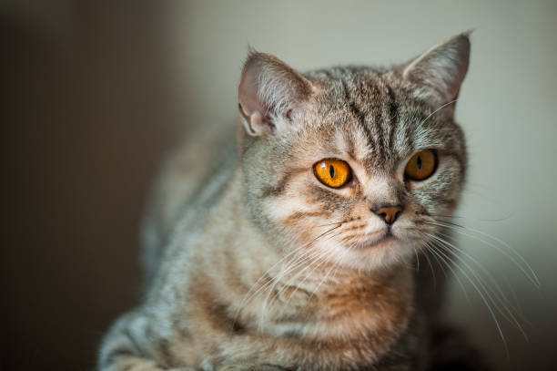 istock British Shorthair cat with yellow eyes lying on table. 981772502