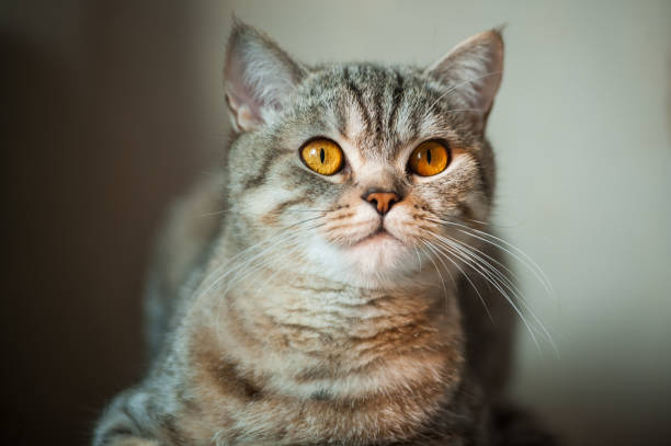 istock British Shorthair cat with yellow eyes lying on table. 981775206
