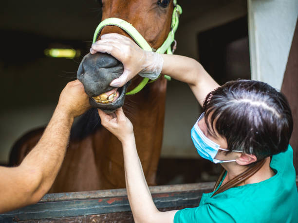 istock Vet and horse 981775520