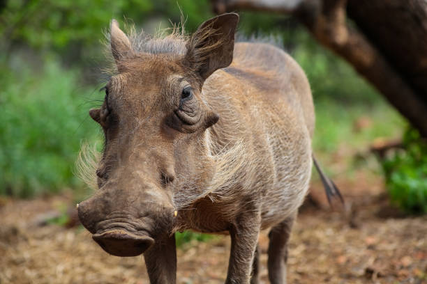 istock Close up of a wild African Warthog 981776122